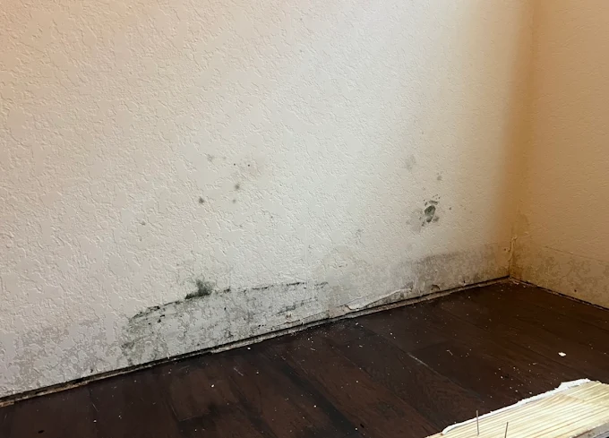Black mold growth along wall and baseboard in a Seguin home