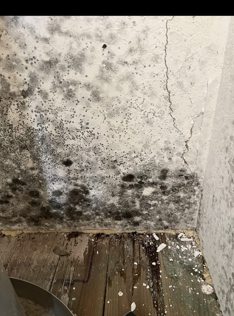Severe black mold covering wall and floor in a San Antonio property